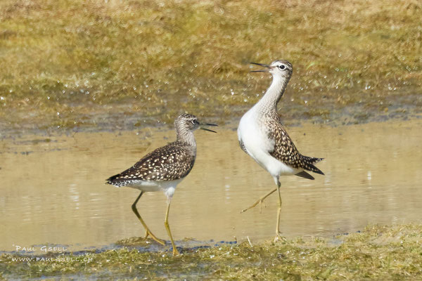 Bruchwasserläufer - Wood Sandpipers - #7282