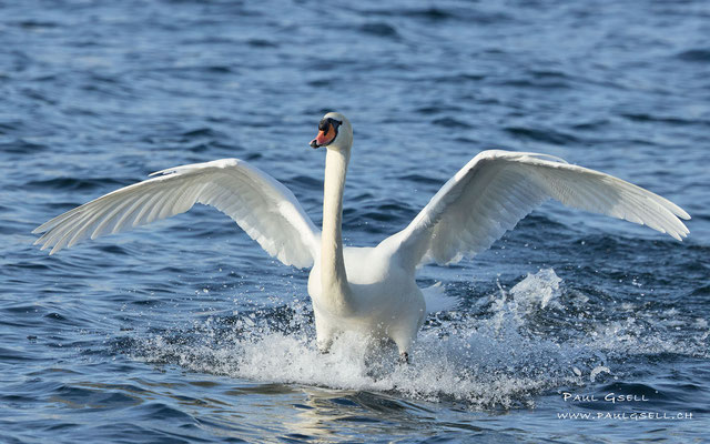 Höckerschwan - Mute Swan - #4465
