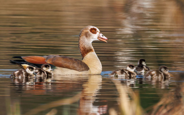 Nilgans mit Küken - Egyptian Goose with Goslings - #6298