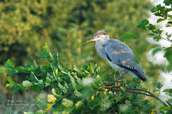 Graureiher - Grey Heron - #7700