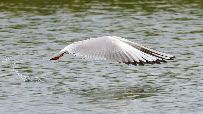 Lachmöwe - Black-headed Gull - #8153