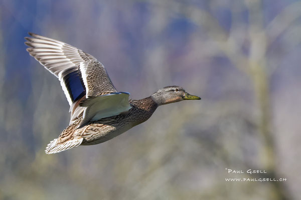 Stockente - Mallard - #1881