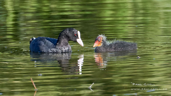 Blässhuhn mit Küken - Coot with fledgling - #8735