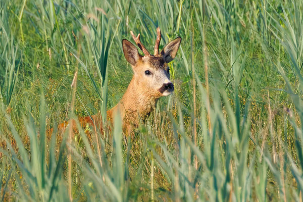Rehbock - Roebuck - #2565