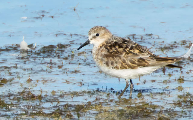 Zwergstrandläufer - Little Stint - #0591