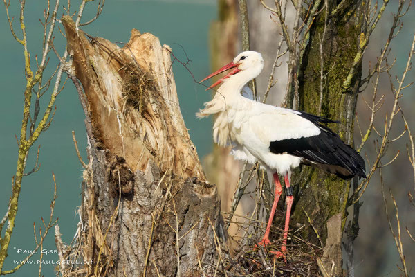 Weißstorch - White Stork - #7210