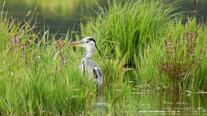 Graureiher - Grey Heron - #6636