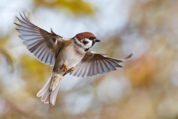 Feldsperling - Tree Sparrow - #3829