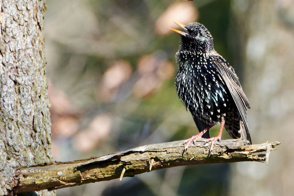 Star - Common Starling - #2684