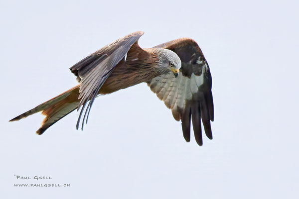 Rotmilan - Red Kite - #7771