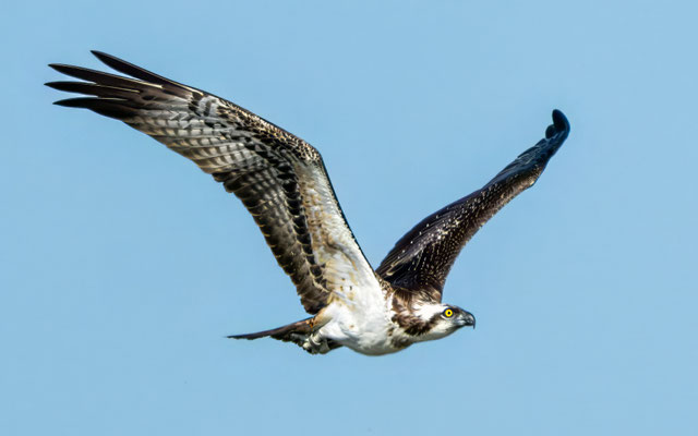 Fischadler - Osprey - #4524