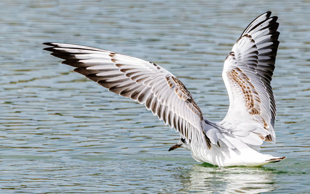 Lachmöwe - Black-headed Gull - #0907