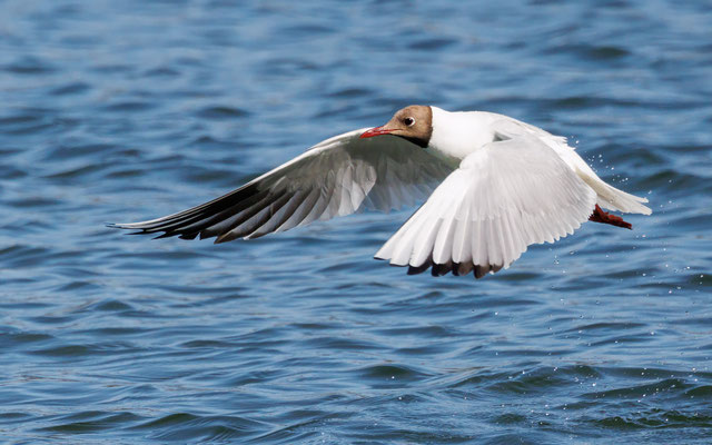 Lachmöwe - Black-headed Gull - #1050