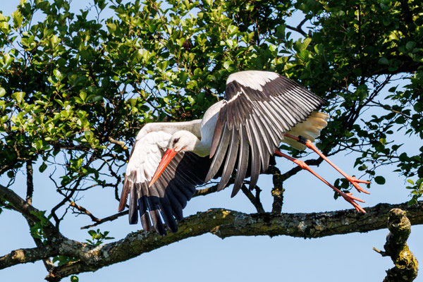 Weißstorch - White Stork - #5021