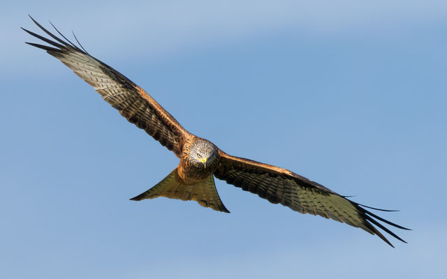 Rotmilan - Red Kite - #3188