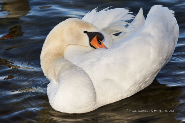 Höckerschwan im Zürichsee - #9734
