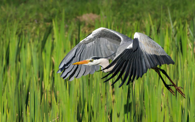 Graureiher - Grey Heron - #9926