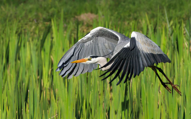 Graureiher - Grey Heron - #9926