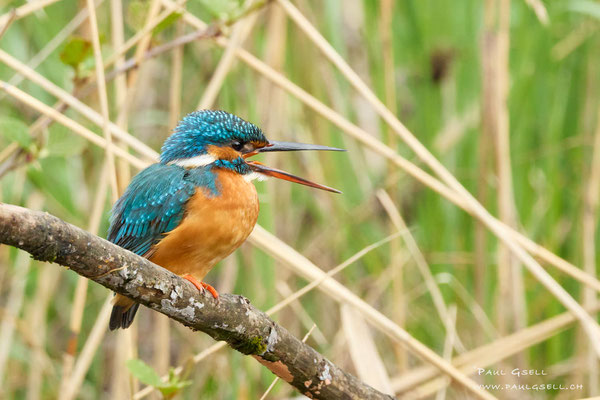 Eisvogel Weibchen - Kingfisher Female - #7645
