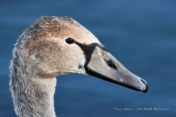 Höckerschwan im Jugendkleid - Young Mute Swan - #6080