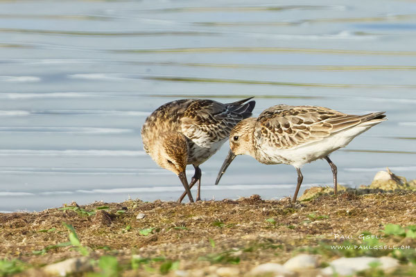 Alpenstrandläufer - Dunlins - #3461