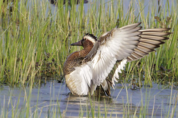Knäkente - Garganey - #0460