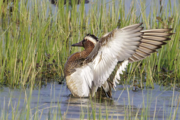 Knäkente - Garganey - #0460