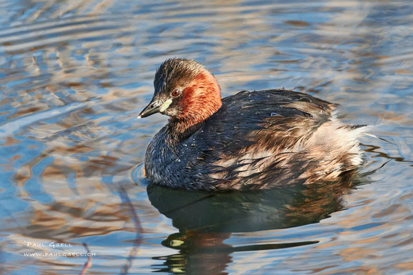 Zwergtaucher - Little Grebe - #2328