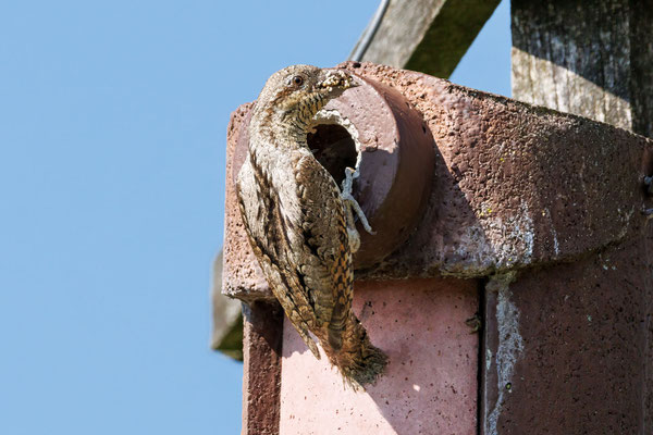 Wendehals - Wryneck - #9047