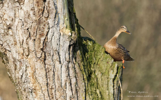 Stockente Weibchen - Mallard Female - #7018