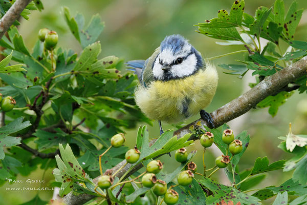 Blaumeise - Blue Tit - #5119