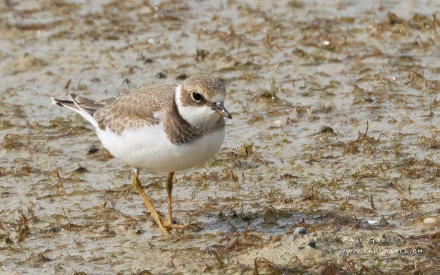 Flussregenpfeifer - Little Ringed Plover - #0180