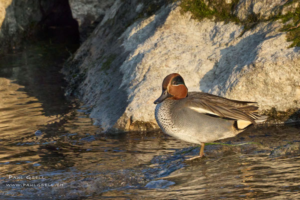 Krickente Männchen - Eurasian Teal Male - #1038