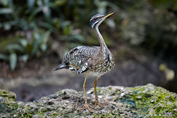 Sonnenralle - Zoo Zürich - #8043