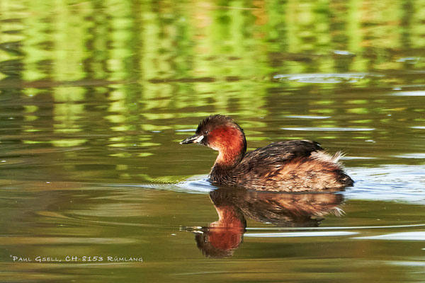 Zwergtaucher -Little Grebe - Tachybaptus ruficollis - #2698