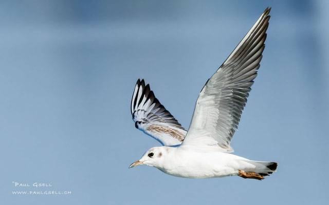 Lachmöwe - Black-headed Gull - #7055