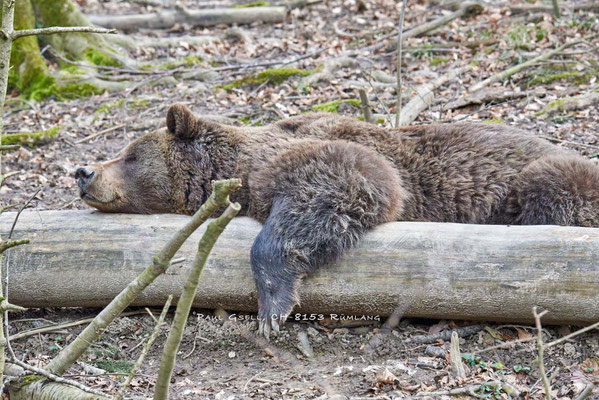 Europäischer Braunbär im Wildpark Langenberg bei Zürich - #6707
