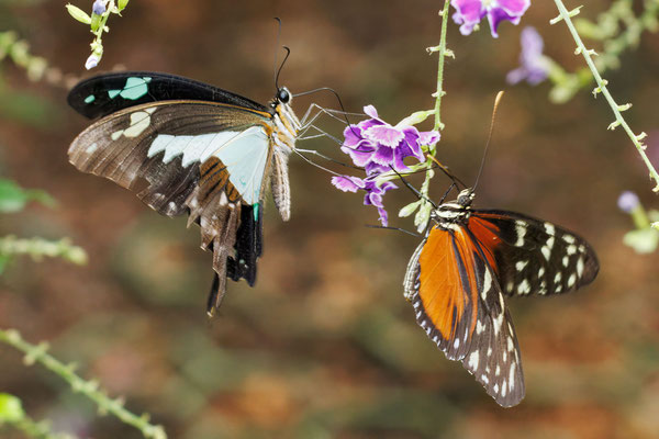 Apfelgrüner Schwalbenschwanz mit Tiger Langflügel Schmetterling - #9722