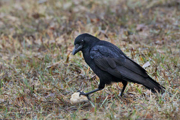Rabenkrähe - Carrion Crow - #9895