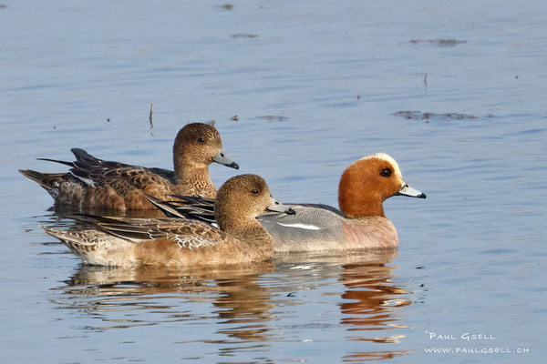 Pfeifenten - Eurasian Wigeons - #4373