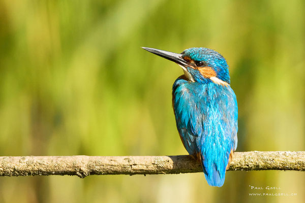 Eisvogel Männchen - Kingfisher Male - #1537