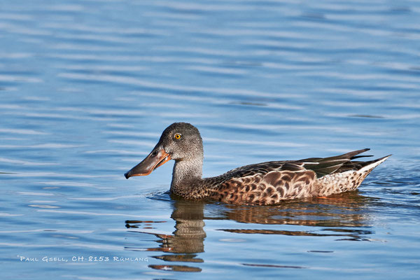 Löffelente Weibchen - Northern Shoveler Female - #2430