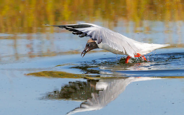 Lachmöwe - Black-headed Gull - #0637