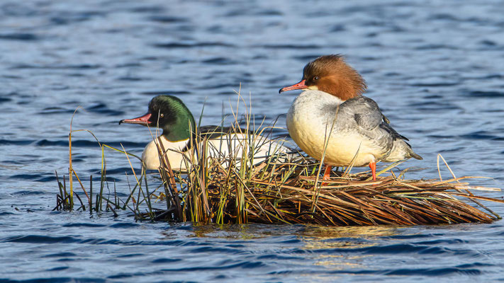 Gänsesäger - Common Merganser - #1077