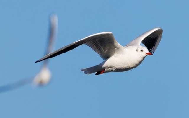 Lachmöwe - Black-headed Gull - #7202