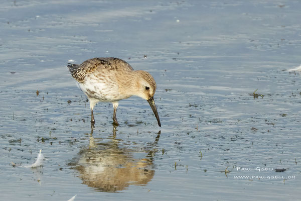 Alpenstrandläufer - Dunlin - #3379