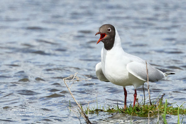 Lachmöwe - Black-headed Gull - #5223