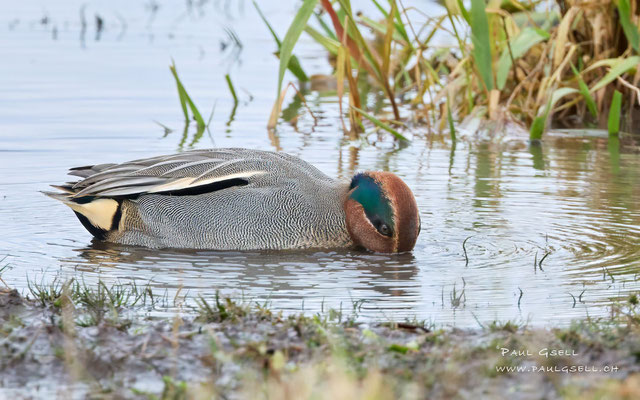 Krickente Männchen - Eurasian Teal Male - #0169
