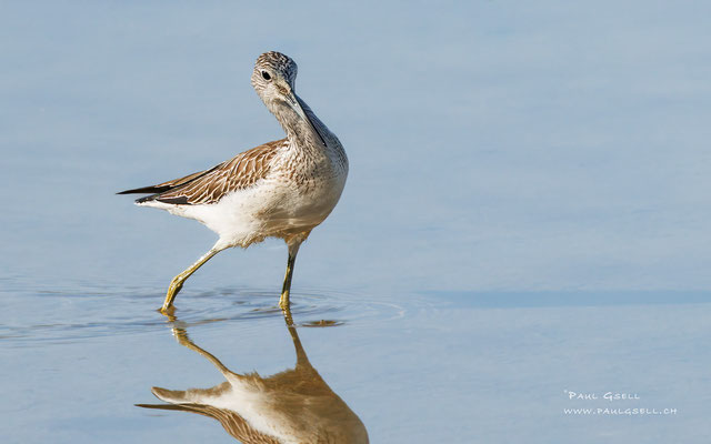 Grünschenkel - Greenshank - #9657