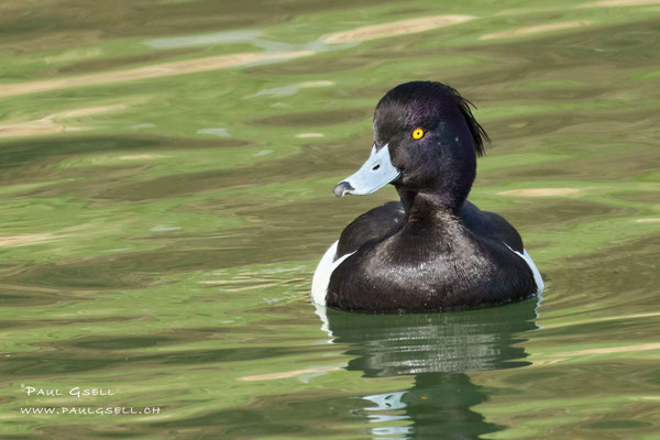Reiherente Männchen - Tufted Duck Male - #4628